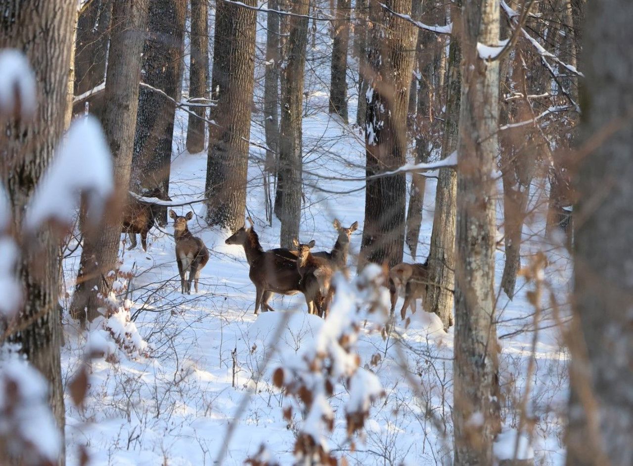 Meniu de iarnă pentru viețuitoarele pădurii: zeci de tone de hrană pregătite la Rezervația „Plaiul Fagului”