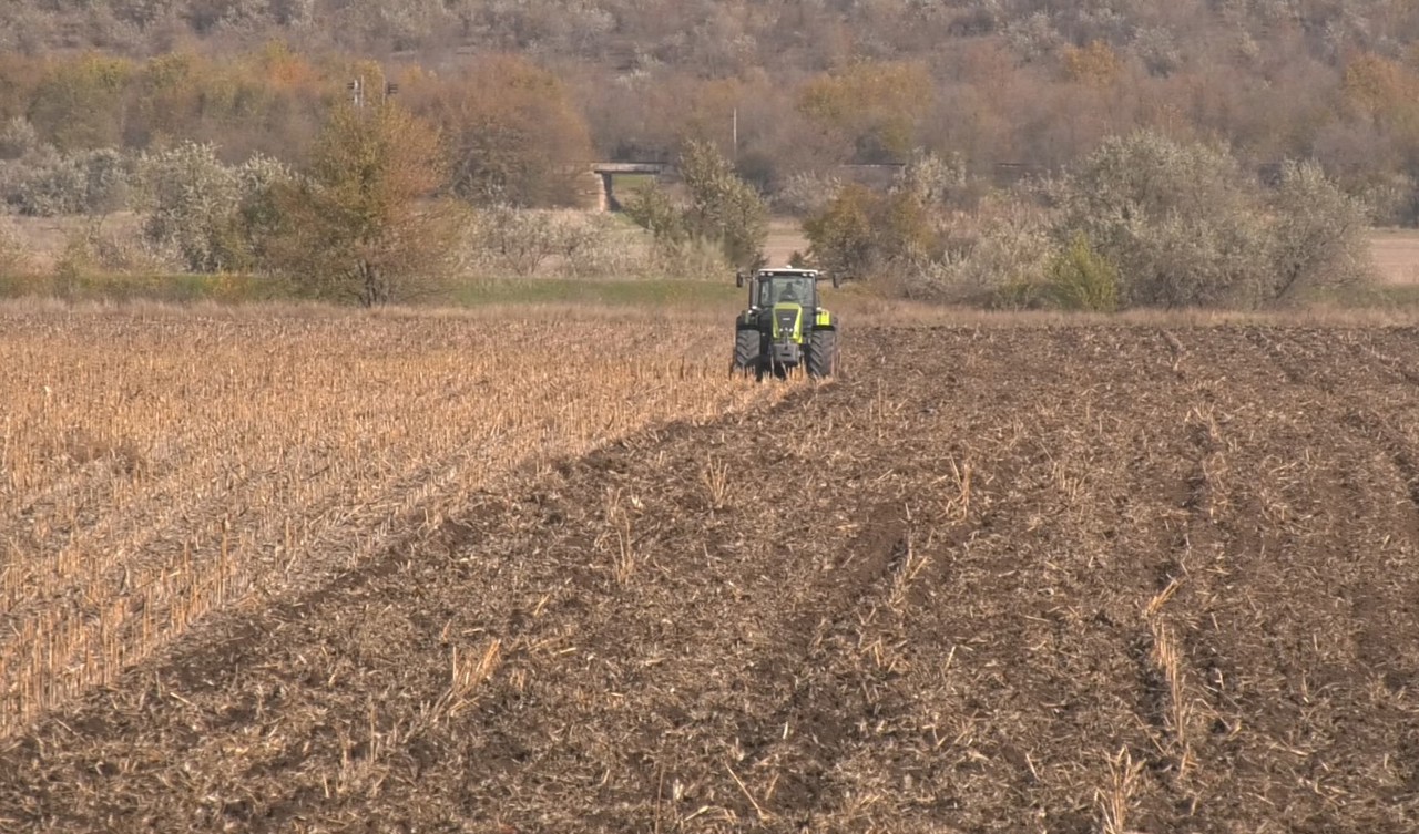 Luna noiembrie, neobișnuit de caldă. Agricultor: „A fost ploaie și am reușit să punem în pământ” 