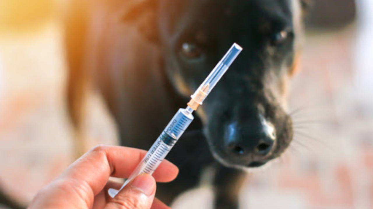 Peste 4.400 de doze de vaccin antirabic au fost livrate în Republica Moldova 