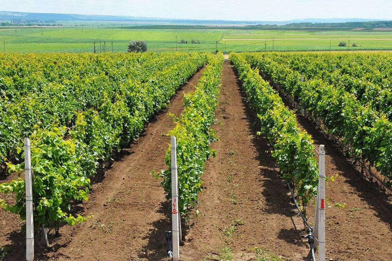Vița-de-vie dispare treptat: Republica Moldova pierde anual 2.000 de hectare