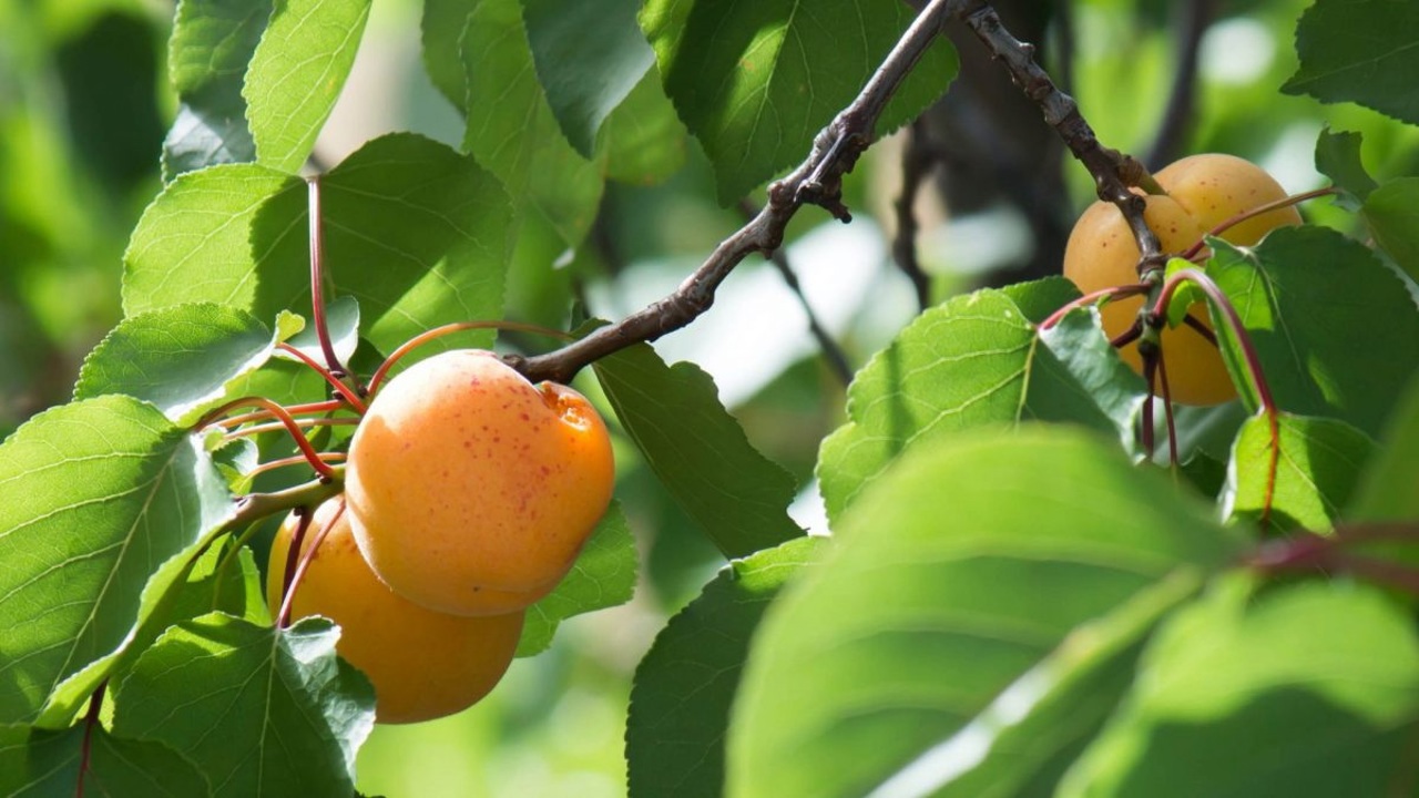 Председатель Moldova-Fruct: урожай фруктов будет очень низким из-за заморозков