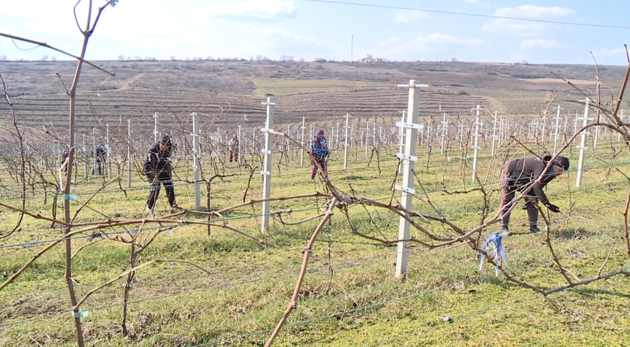 Tăierile viței-de-vie au început: lucrări esențiale pentru recolta din acest an