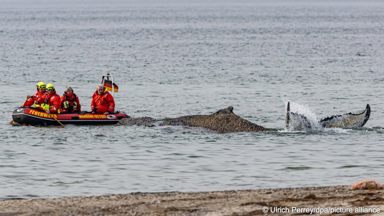 Gegmania: Luptă contra cronometru pentru salvarea unei balene blocate în Marea Baltică