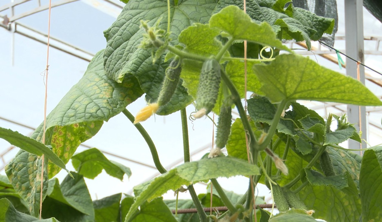 Schimbările climatice l-au determinat pe un agricultor din raionul Drochia să crească legume în sere: „E stabil, fără riscuri” 