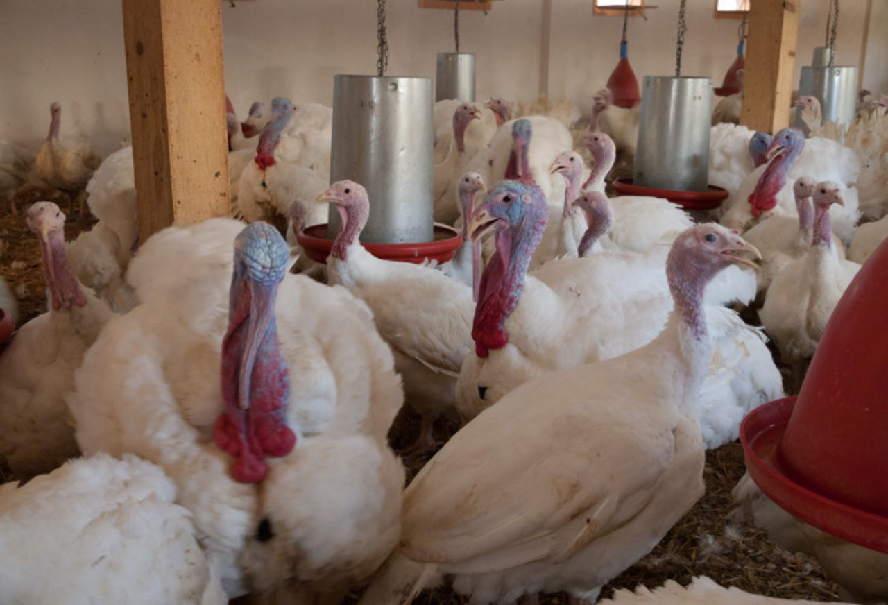From 2,000 birds to EU export ambitions: The story of Moldova's first turkey farm