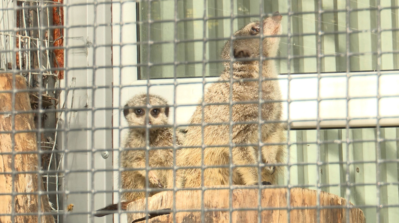 Reguli mai stricte pentru grădinile zoologice: autorizație de la Agenția de Mediu și controale periodice