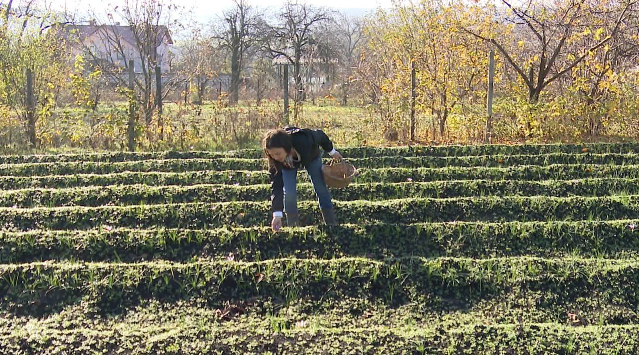 O antreprenoare din Orhei cultivă șofranul de lux al Moldovei: de la câteva kilograme la laborator propriu 